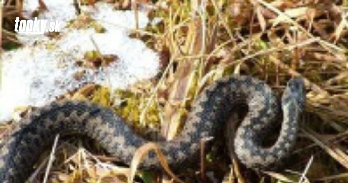 Polski raport na temat przeludnienia węży przestraszył turystów: eksperci przedstawiają dowody z terenu!