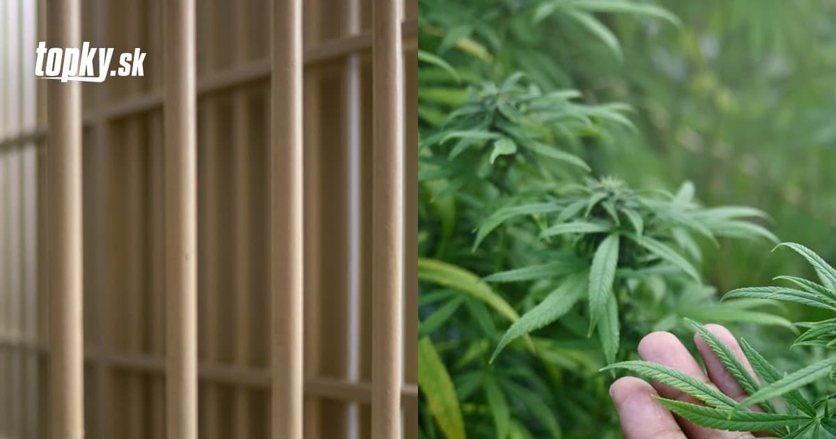 Deutschland will den Besitz und Anbau von Marihuana teilweise legalisieren