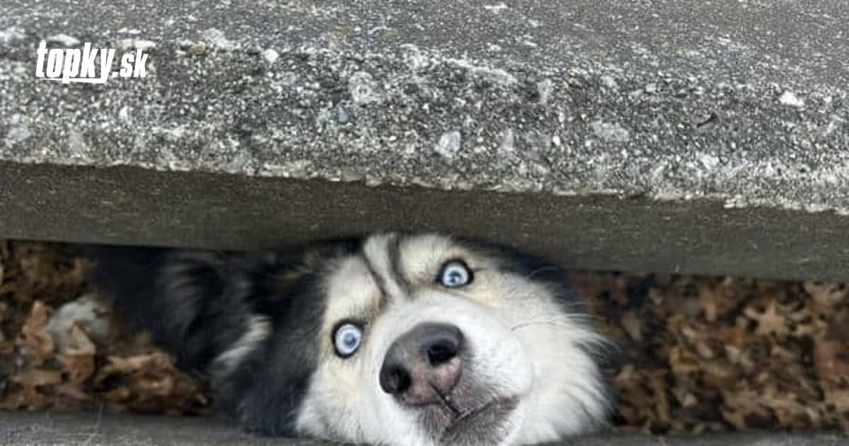 Bizarre Case: Husky Dog Stuck in Drainage in Lexington, Kentucky