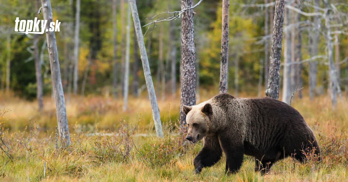 La France signale une augmentation de la population d’ours bruns : leur nombre augmente dans les Pyrénées